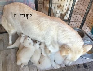 6c6c4383-51aa-4ff3-bc2a-1c3375a62406