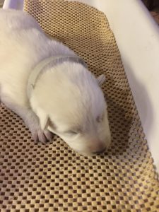 a3ac960e-de11-4d22-8b0a-fc5e0a30702c