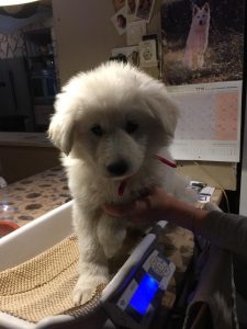 c6610f29-e558-4a00-a0f4-f6a66450ed35